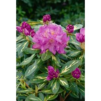Kategorie <b>Rhododendron </b> - Rhododendron Hybr.'Goldflimmer' 40-50 cm