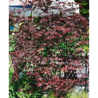 Kategorie <b>Laubbäume </b> - Acer palmatum 'Pung Kil'