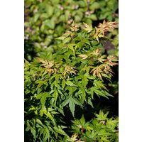 Kategorie <b>Laubbäume </b> - Acer palmatum 'Seiun kaku'