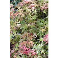 Kategorie <b>Laubbäume </b> - Acer palmatum 'Deshojo' 80-100 cm