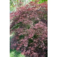 Kategorie <b>Laubbäume </b> - Acer palmatum 'Tamuke yama'