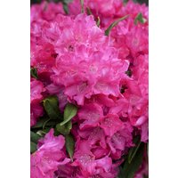 Kategorie <b>Rhododendron </b> - Rhododendron makinoi 'Diamant'