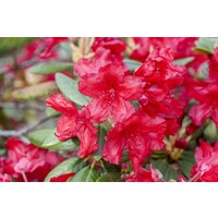 Kategorie <b>Rhododendron </b> - Rhododendron yakusimanum Bohlkens Roter Stern 30-40 cm