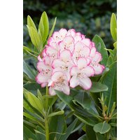 Rhododendron - Rhododendron Hybr. 'Picotee'