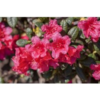Kategorie <b>Rhododendron </b> - Rhododendron repens 'Abendrot'