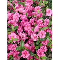 Kategorie <b>Rhododendron </b> - Rhododendron obt.'Rosebud'