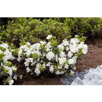 Kategorie <b>Rhododendron </b> - Rhododendron obt.'Schneeperle' -R- 15-20 cm