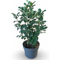 Kategorie <b>Laubbäume </b> - Amelanchier alnifolia 'Obelisk' -R- 40-60 cm