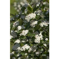Kategorie <b>Laubbäume </b> - Aronia prunifolia 'Viking'