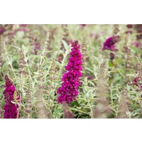 Kategorie <b>Produkt nicht gewünscht </b> - Buddleja davidii 'Buzz Magenta' 40-60 cm