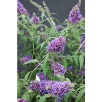 Kategorie <b>Produkt nicht gewünscht </b> - Buddleja davidii 'Lilac Chip' 40-60 cm