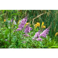 Kategorie <b>Blütensträucher und Ziergehölze </b> - Buddleja davidii 'Peacock' 40-60 cm
