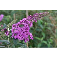 Kategorie <b>Produkt nicht gewünscht </b> - Buddleja davidii 'Pink Delight' 80-100 cm