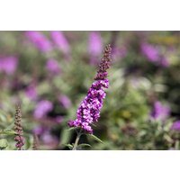 Kategorie <b>Produkt nicht gewünscht </b> - Buddleja 'Pink Micro Chip' 30-40 cm