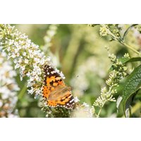 Kategorie <b>Produkt nicht gewünscht </b> - Buddleja 'Revee de Papillon Lavander '® 60-80 cm