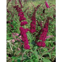 Kategorie <b>Produkt nicht gewünscht </b> - Buddleja 'Sugar Plum' Neuheit Rot ® 40-60 cm