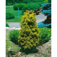 Kategorie <b>Nadelbäume u. Koniferen </b> - Taxus baccata 'Germers Gold'