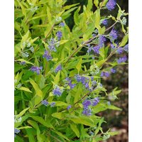 Kategorie <b>Produkt nicht gewünscht </b> - Caryopteris clandonensis 'Worchester Gold' 30-40 cm