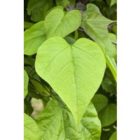 Kategorie <b>Produkt nicht gewünscht </b> - Catalpa bignonioides 60-80 cm