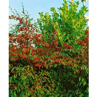 Kategorie <b>Produkt nicht gewünscht </b> - Cotoneaster salicifolius floccosus 80-100 cm