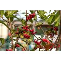 Kategorie <b>Laubbäume </b> - Cotoneaster watereri 'Pendulus' 80-100 cm
