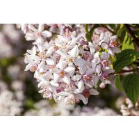 Kategorie <b>Stauden </b> - Deutzia rosea 'Yuki Snowflake'