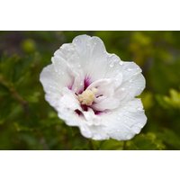 Kategorie <b>Produkt nicht gewünscht </b> - Hibiscus syriacus 'Pinky Spot'