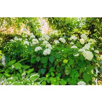 Kategorie <b>Produkt nicht gewünscht </b> - Hydrangea arborescens 'Grandiflora'