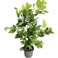 Kategorie <b>Laubbäume </b> - Liriodendron tulipifera 80-100 cm