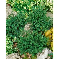 Kategorie <b>Nadelbäume u. Koniferen </b> - Abies koreana 'Oberon' 20-30 cm