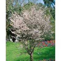 Kategorie <b>Laubbäume </b> - Prunus incisa 'Mikinori'