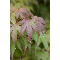 Kategorie <b>Laubbäume </b> - Acer palmatum 'Moonfire'