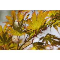 Kategorie <b>Laubbäume </b> - Acer palmatum