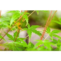 Kategorie <b>Laubbäume </b> - Acer palmatum 'Phoenix'