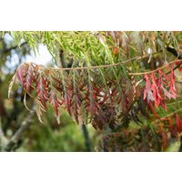Kategorie <b>Produkt nicht gewünscht </b> - Rhus typhina 'Tiger Eyes' 40-60 cm