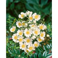Kategorie <b>Produkt nicht gewünscht </b> - Rosa arvensis 40-60 cm