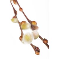 Kategorie <b>Laubbäume </b> - Salix caprea 'Nico' 60 cm Stammhöhe