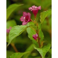 Kategorie <b>Hecken </b> - Weigela 'Bristol Ruby' 60 cm Stammhöhe