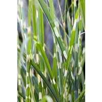 Kategorie <b>Gräser </b> - Miscanthus sinensis 'Strictus' 3-5 Liter Container (Wuchs jahreszeitlich)