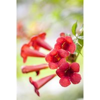 Kategorie <b>Produkt nicht gewünscht </b> - Campsis radicans 'Fire Trumpet' 60-100 cm