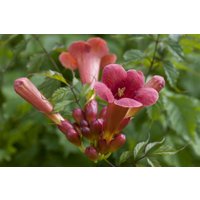 Kategorie <b>Produkt nicht gewünscht </b> - Campsis radicans 'Stromboli' -R- 150-200 cm