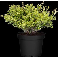 Kategorie <b>Hecken </b> - Ilex crenata 'Stokes' 15-20 cm