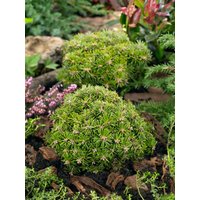 Kategorie <b>Nadelbäume u. Koniferen </b> - Abies koreana 'Nadelkissen' 40 cm Stammhöhe