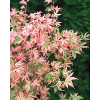 Laubbäume - Acer palmatum 'Okukuji nishiki' 80 cm Stammhöhe