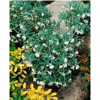 Kategorie <b>Laubbäume </b> - Andromeda glaucophylla latifolia