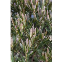 Kategorie <b>Laubbäume </b> - Andromeda polifolia 'Compacta' 15-20 cm