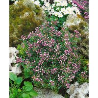 Kategorie <b>Laubbäume </b> - Andromeda polifolia 'Nikko'