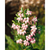 Kategorie <b>Laubbäume </b> - Arctostaphylos uva-ursi