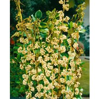 Kategorie <b>Produkt nicht gewünscht </b> - Callicarpa japonica 'Leucocarpa' 100-125 cm
