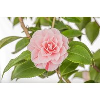 Kategorie <b>Blütensträucher und Ziergehölze </b> - Camellia japonica 'Bonomiana'